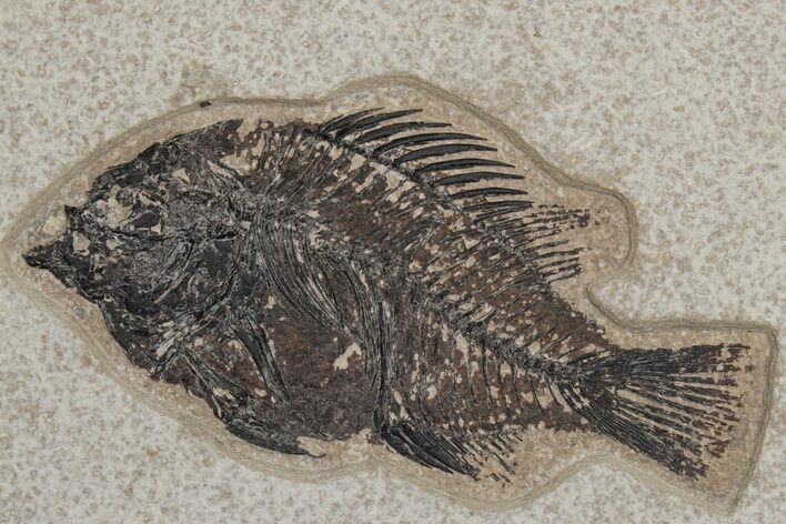 Fossil Fish (Cockerellites) - Green River Formation #214088